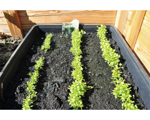 Balkonbak met aarde en peterselieplanten