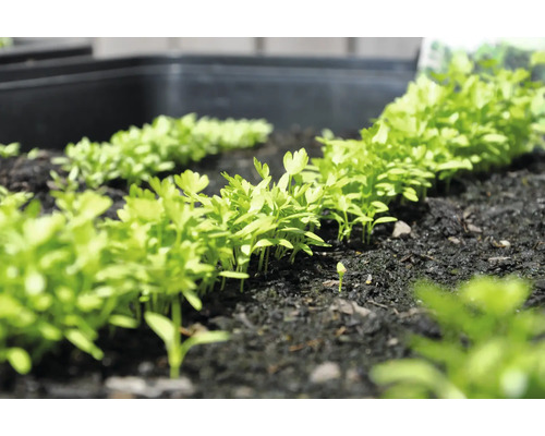 Rij jonge peterselieplanten in de grond