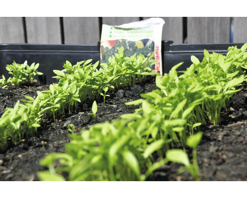 Jonge planten in een plantenbed met een zakje zaad