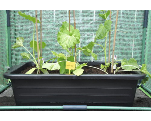 Plantcontainer met courgetteplanten in kas