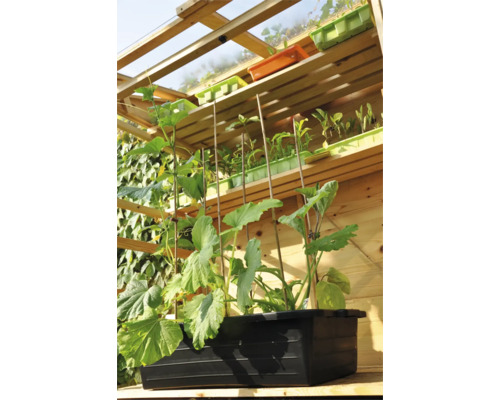 Kas met planten in potten en planken