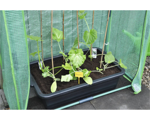 Plantbak met jonge groenteplanten en klimhulpen in de kas