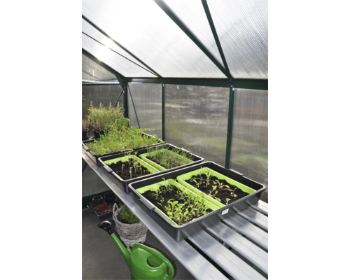 Kweekkas interieur met rekken en zaaitrays met jonge planten