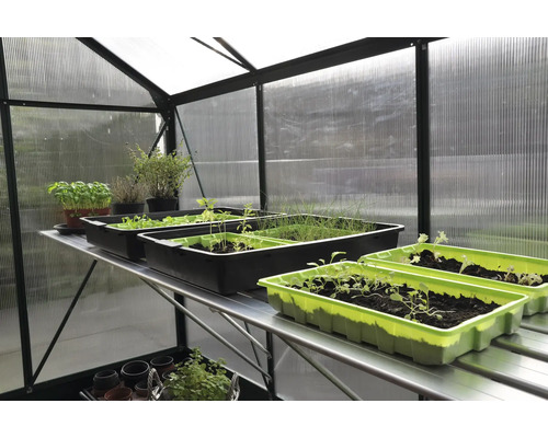 Kas met planken en zaaibakken met kruiden en groenteplanten.