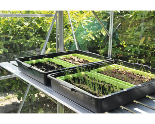 Kweekbakken met jonge planten in een kas.