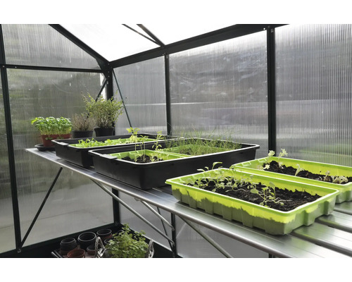 Kas met planken en zaaitrays met jonge planten