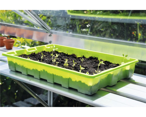 Kweekbak met zaailingen in kas