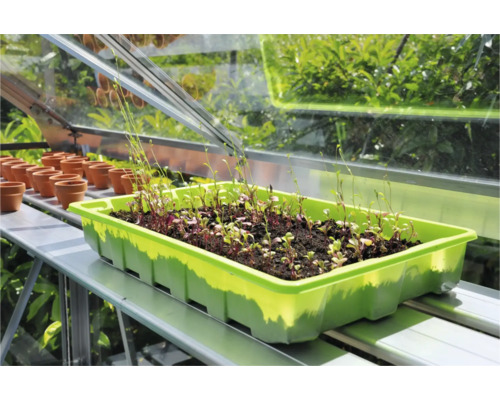 Zaaitray met zaailingen en kweekpotten in de kas