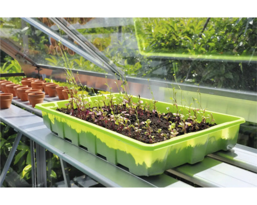 Zaaitray met zaailingen in de kas