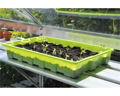 Zaaitray met zaailingen in de kas