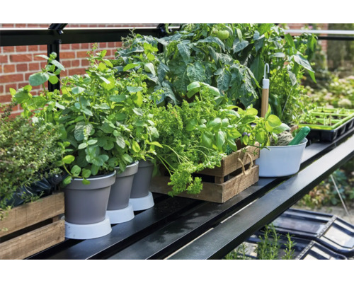 Rek met kruiden en groenteplanten in potten en houten kisten