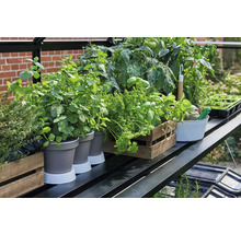 Kweekkasplank met kruiden en planten in potten en kisten.
