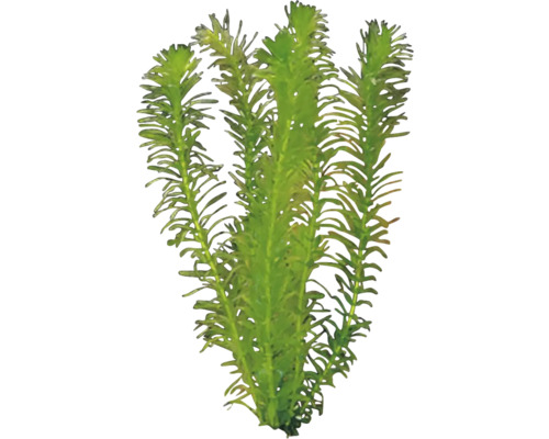 Waterpest voor aquaria