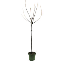 Fruitboom zonder bladeren in pot
