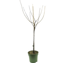 Planten in pot zonder bladeren