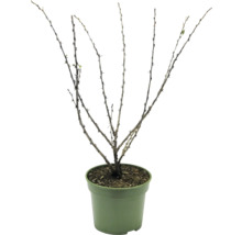 Doornige struik in pot