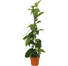 Passiebloem in pot met klimhulp