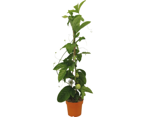 Passiebloem in pot met klimhulp