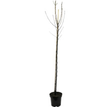 Loofboom in pot, zonder bladeren