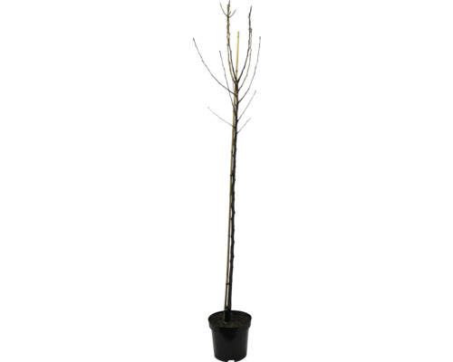 Loofboom in pot, zonder bladeren
