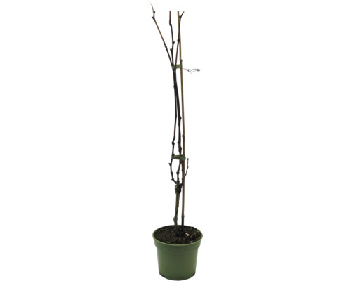 Jonge wijnstok in pot met steunstok