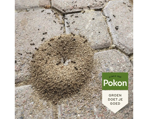 Mierenhoop op straatstenen met mieren en Pokon Logo.