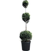 Drietraps Cupressocyparis leylandii Cipres-vormsnoei-plant in pot