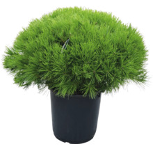 Den in pot