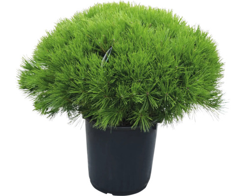 Den in pot