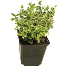 Spoelstruik met bladeren in pot