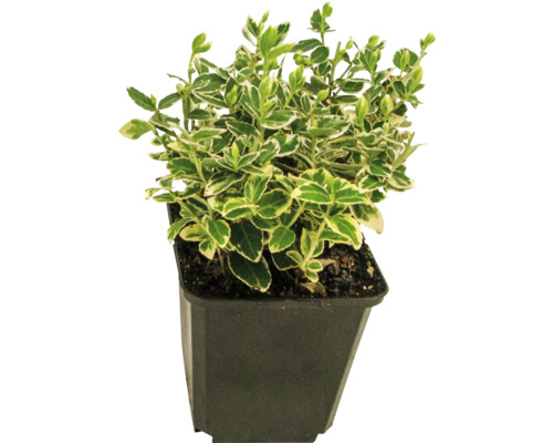 FLORASELF Kardinaalsmuts Euonymus fortunei 'Emerald n Gaiety' potmaat Ø 9 cm H 10-15 cm FLORASELF Kardinaalsmuts Euonymus fortunei 'Emerald n Gaiety' potmaat Ø 9 cm H 10-15 cm