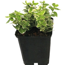 Kardinaalsmuts in pot