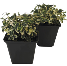 Twee kardinaalsmutsen in pot