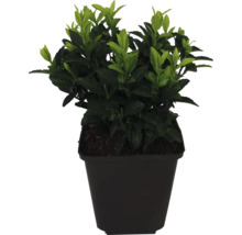 Buxus in pot