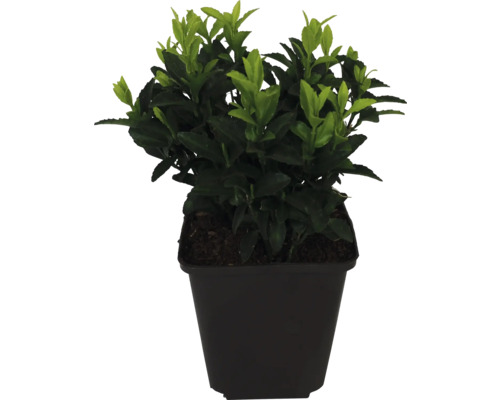FLORASELF Kardinaalshoed Euonymus japonicus 'Green Spire' potmaat Ø 9 cm H 5-10 cm