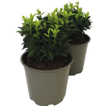 Twee groenblijvende haagplanten in pot.