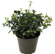 Spoelstruik met bladeren in pot