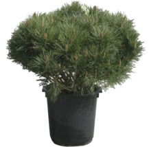 Den in pot voor de tuin