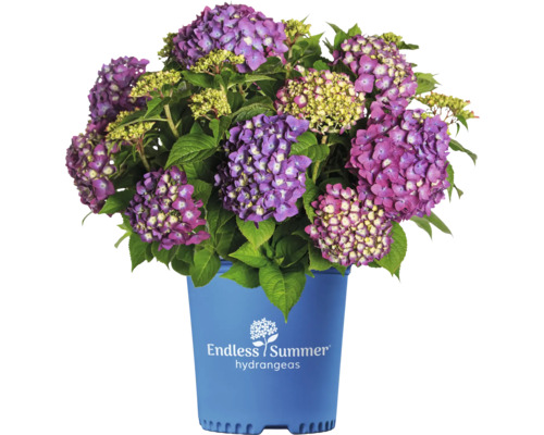 Hortensia Hydrangea Endless Summer® 'SummerLove' ® *pinkrot* potmaat Ø 23,0 cm H 30-35 cm