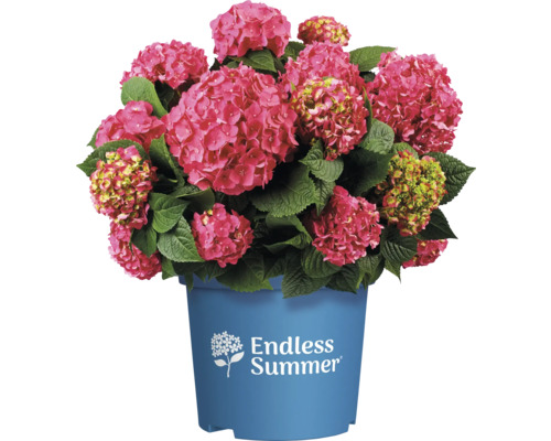Endless Summer hortensia in een pot