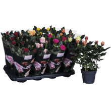 Rozensortiment in pot op een draagbak