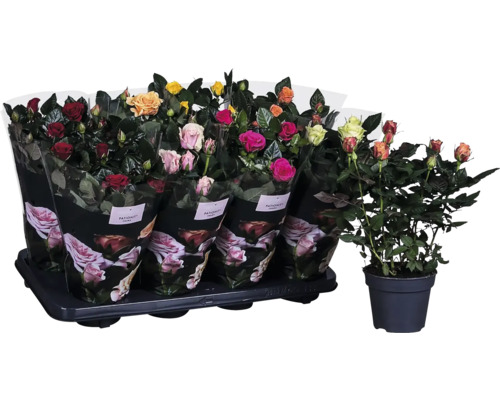 Rozensortiment in pot op een draagbak