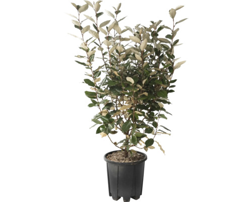 FLORASELF Olijfwilg Elaeagnus ebbingei Compacta potmaat 5 liter H 50-60 cm Olijfwilg in pot
