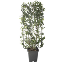 Vijgenboom in pot met klimrek