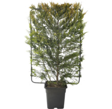 Cipres gekweekt in pot met klimhulp