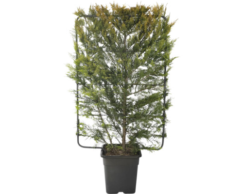 FLORASELF Conifeer Cupressocyparis leylandii 'Gold Rider' potmaat 30 liter H 120 cm Cipres gekweekt in pot met klimhulp