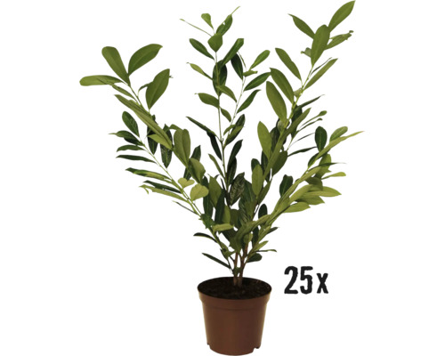 FLORASELF Laurier Prunus laurocerasus ‘Caucasica‘ potmaat 5 L H 70-80 cm