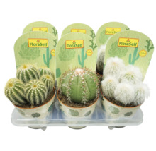 Verschillende cactussen van het merk FloraSelf in potten