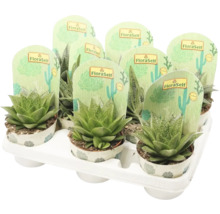 Diverse vetplanten in een plastic bak.