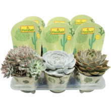 Vetplantenmix in tray